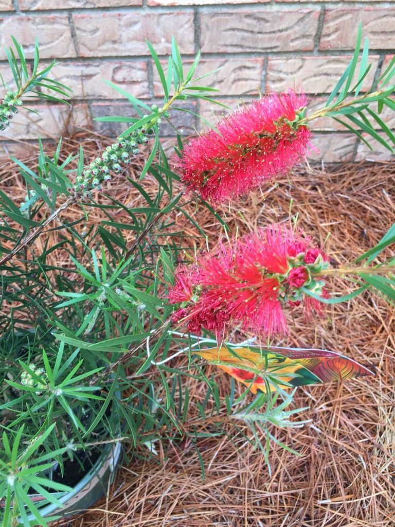 Attract humming birds and add color to your garden