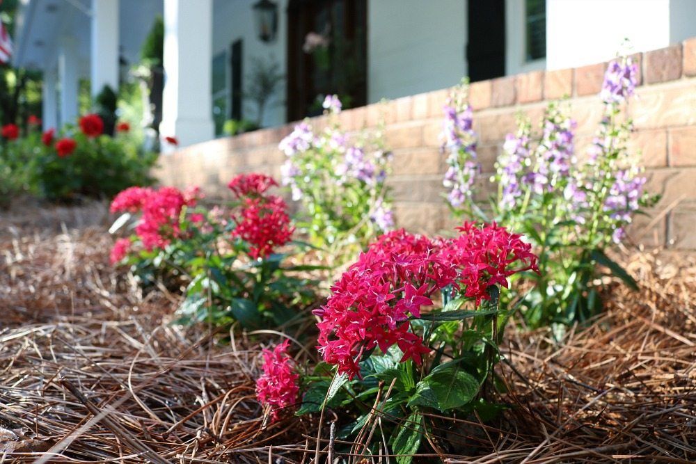 Annuals that love full sun are great for the farmhouse garden