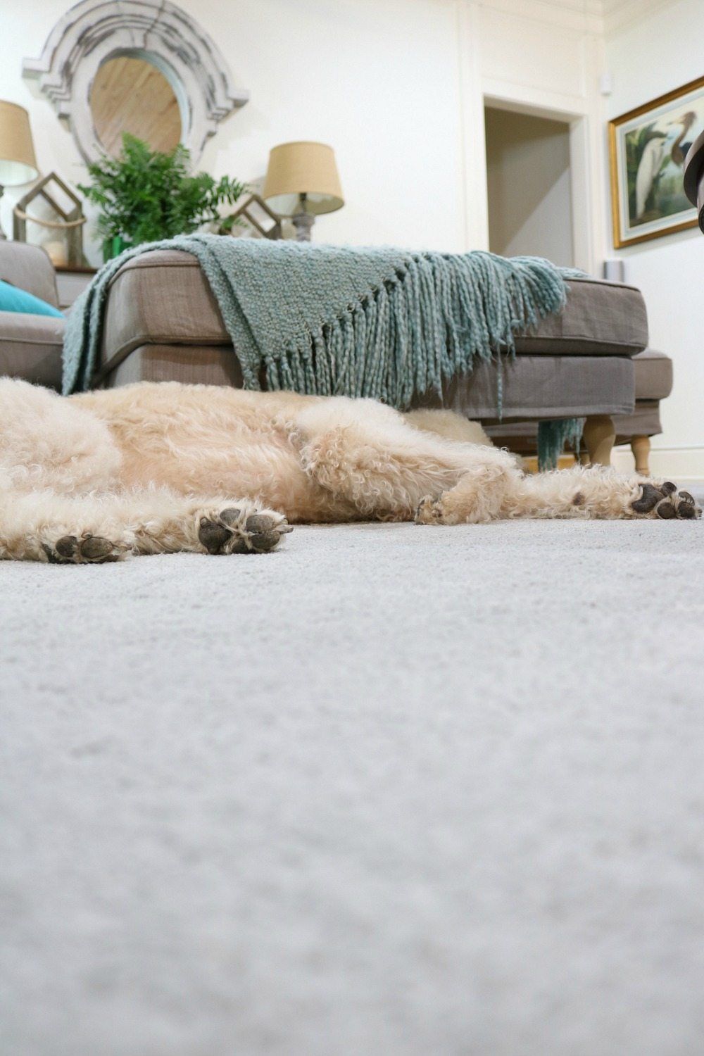 Murphy has met her match with PetProof carpet from the Home Depot