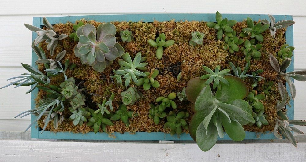 Vertical succulent garden on the porch at Refresh Restyle