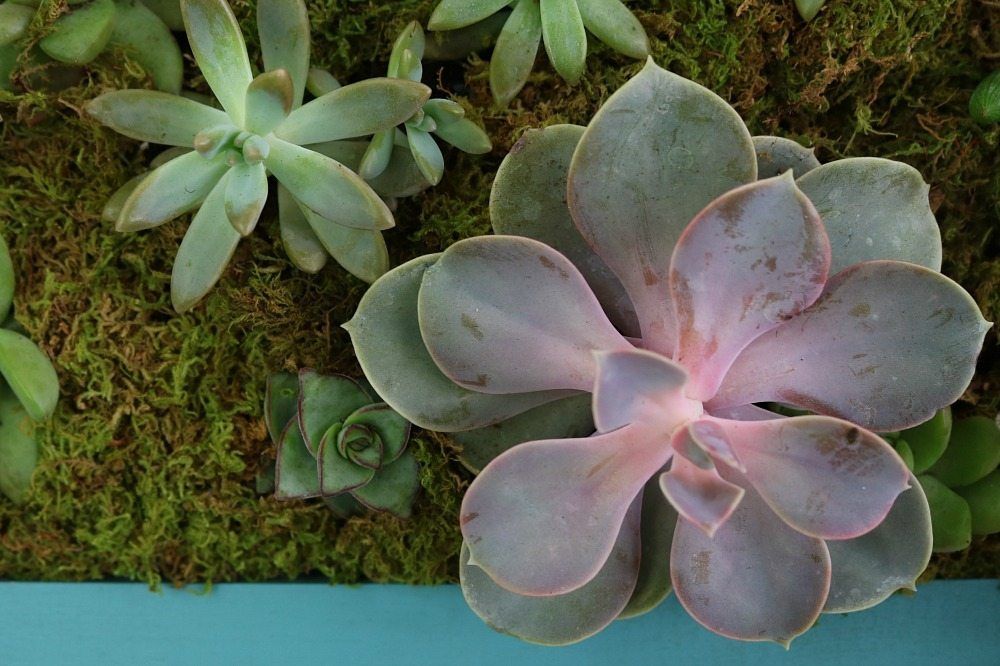 Succulents are easy to grow and come in so many varieties