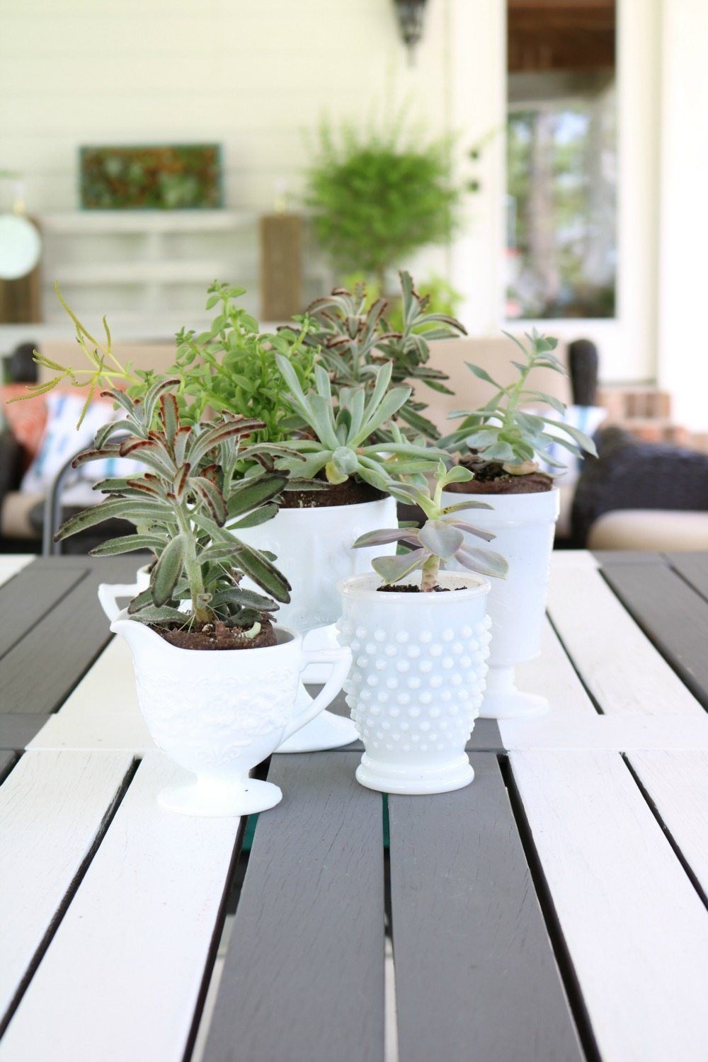 Succulents on the patio table make a great centerpiece